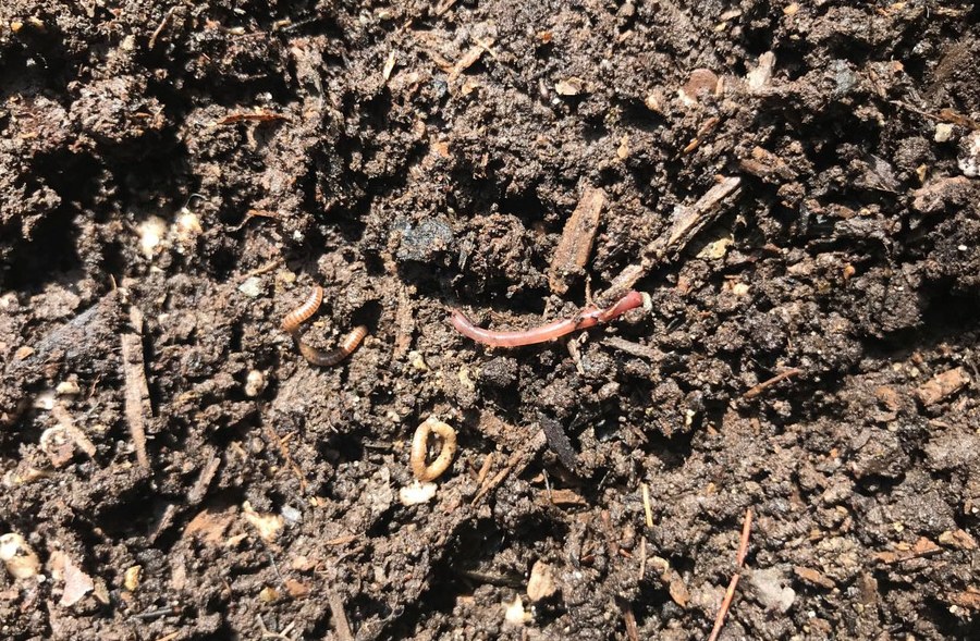 How to prevent Asian jumping worms in your garden - The Allegheny