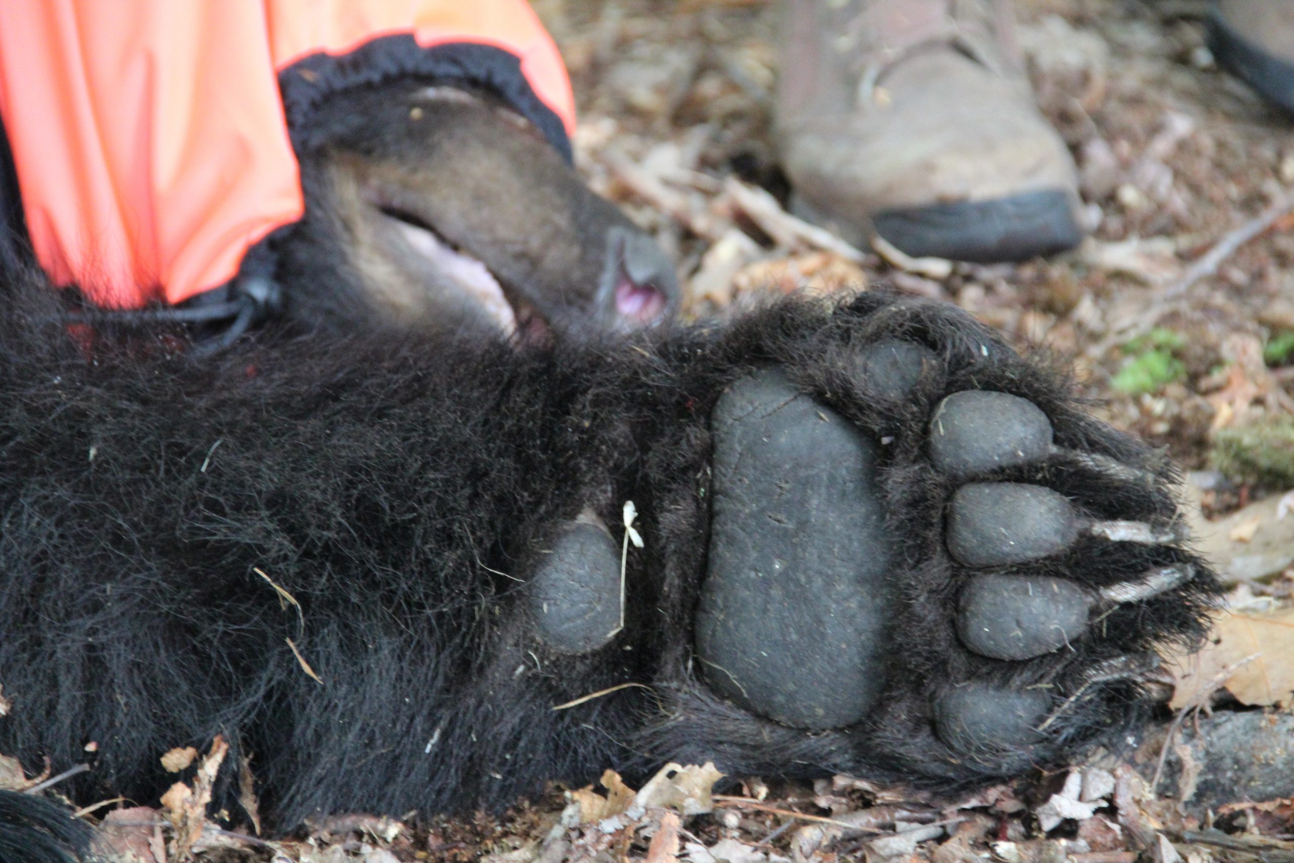 All about Pennsylvania's only bear species: The Black Bear