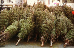 Picking out a tree at the corner Christmas tree lot may be a romantic holiday tradition. But as Joey Spehar can tell you, selling trees is a lot of work. Photo: elzbieta1986 via Flickr