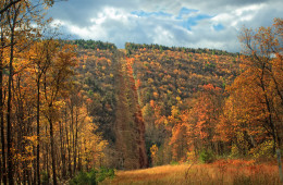 South view of a pipeline swath forming the eastern boundary of the Detweiler Run Natural Area, Centre County–Huntingdon County line, within Rothrock State Forest. Photo: Nicholas A. Tonelli via Flickr