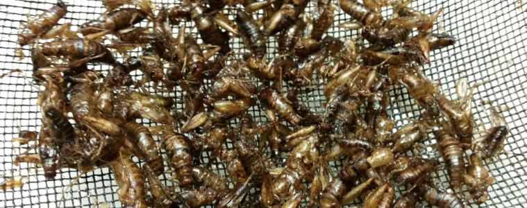 Would you eat crickets? The UN thinks you should. The bugs got a big PR boost in 2013, after the United Nations came out with a report pushing insects as an environmentally friendly protein. Photo: Julie Grant