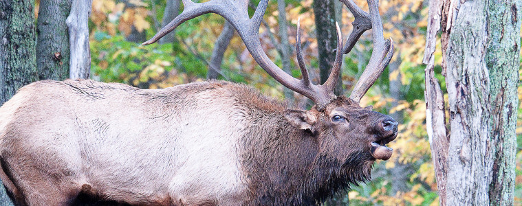 The reintroduction of wild elk to Pennsylvania has proven to be an economic boon for the state. Every year, elk tourism generates as much as $40 million. Photo: John McCullough via Flickr