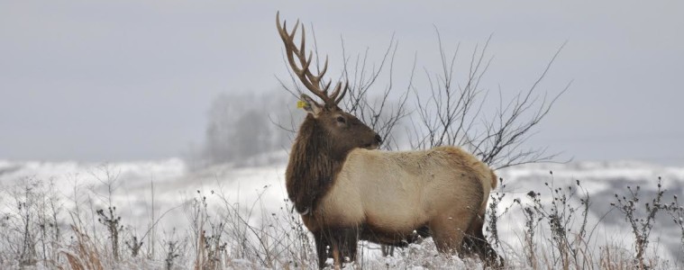 The wild elk herd in Elk County, Pennsylvania drew over 300,000 visitors last year. Photo: John Hast / Conservation Fund