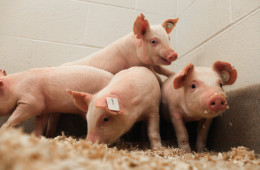 The University of Missouri and Kansas State University recently developed pigs resistant to a deadly virus that costs the U.S. pork industry millions annually. Photo: Courtesy University of Missouri