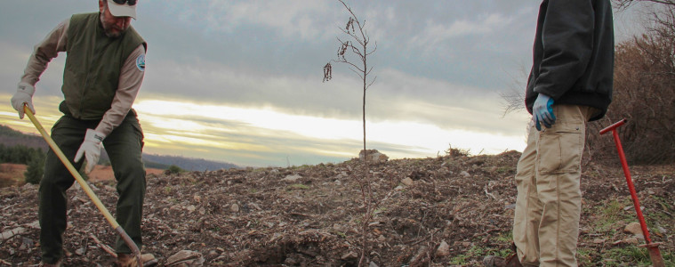 Patrick Angel of the U.S. Office of Surface Mining and Mike French of Green Forests Work plant a tree at a former Eastern Kentucky surface mine. Photo: Reid R. Frazier