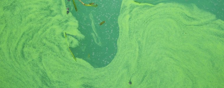 Lake Erie Algae