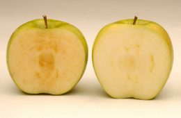 GMO apples