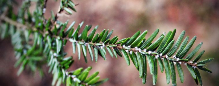 hemlock woolly adelgid