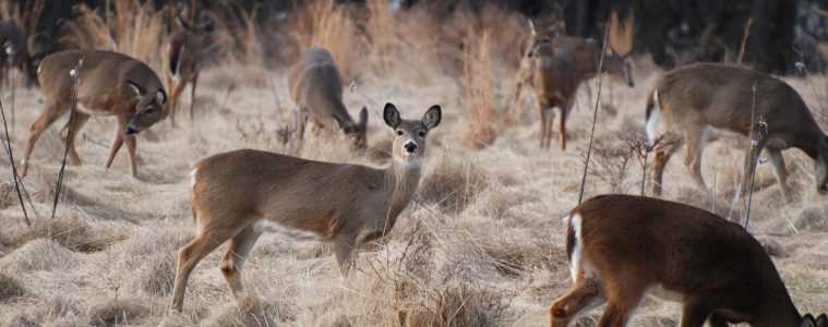 A herd of whitetail deer