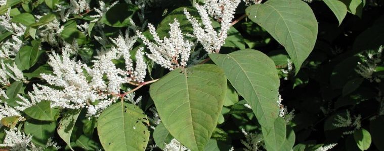 Japanese knotweed