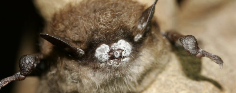 little brown bat with White-nose Syndrome