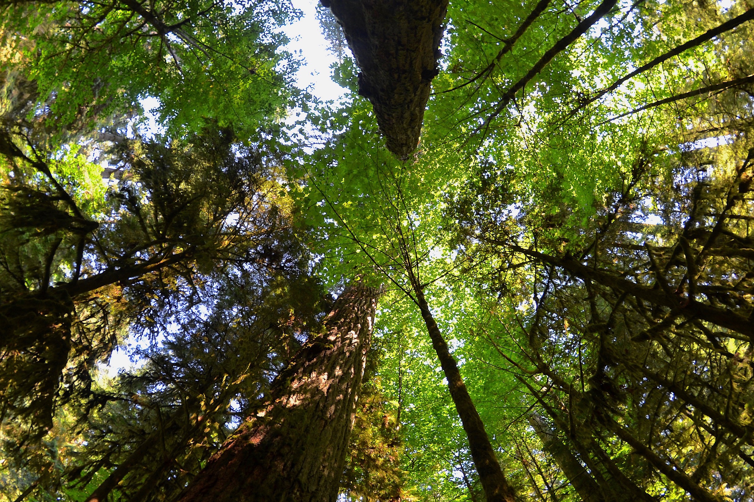 These Hungry Beetles Could Save Pennsylvania’s Hemlocks – The Allegheny ...