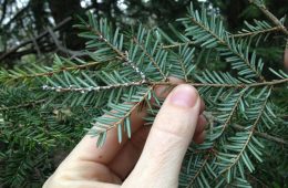 Woolly adelgide on a hemlock tree.