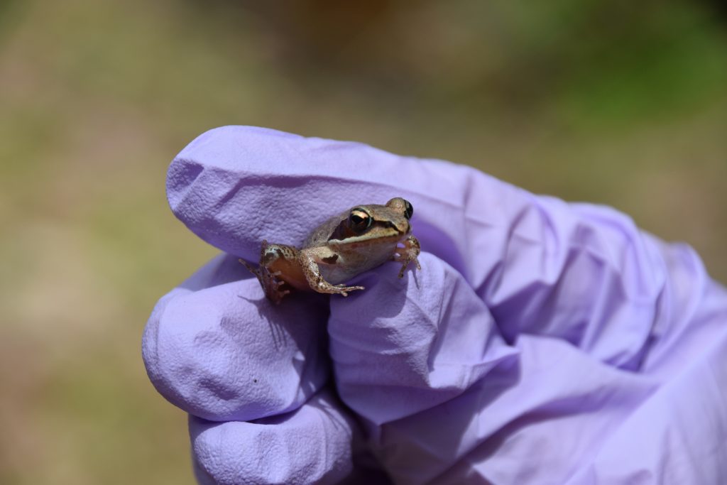 The Fungus That's Wiping Out Frogs and Salamanders - The Allegheny Front