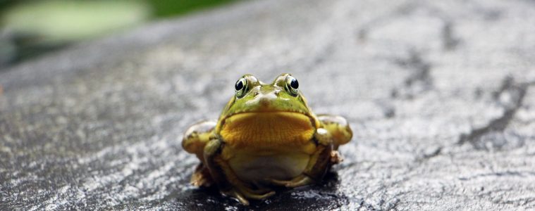 frog