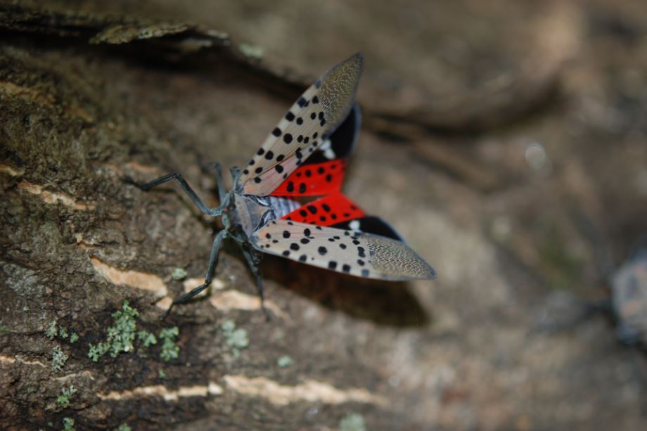 Central Pennsylvania sees drop in spotted lanternflies - The Allegheny ...