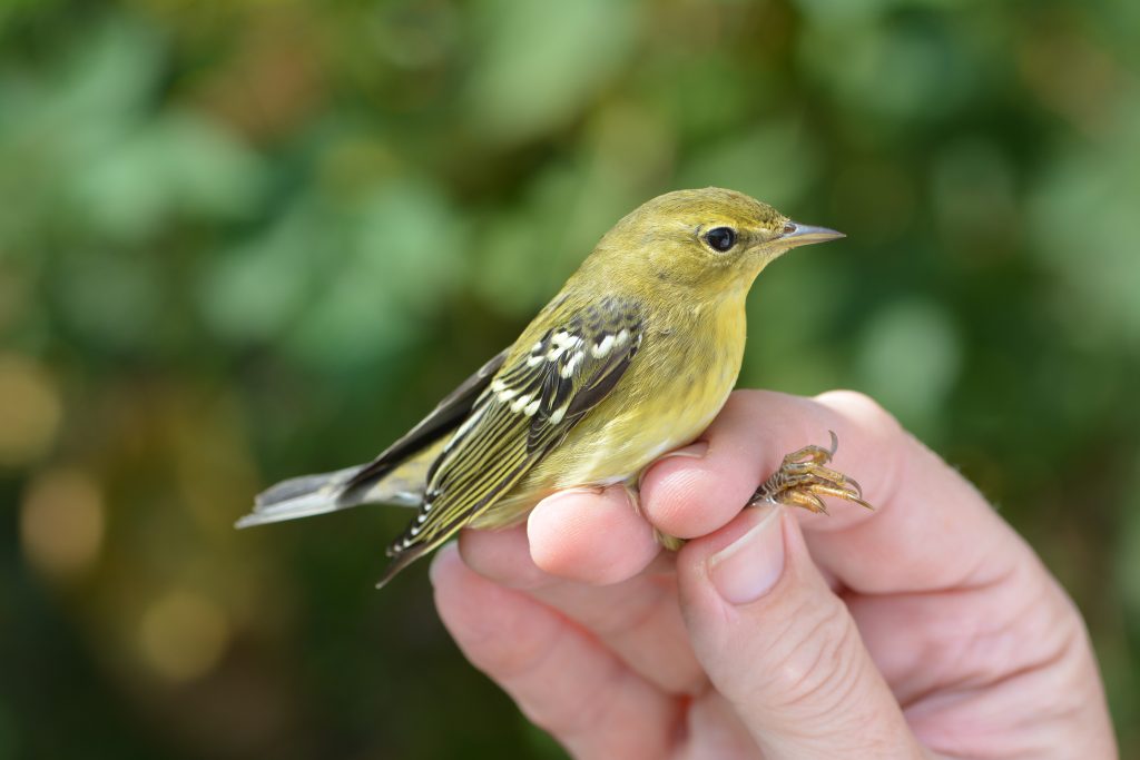 How Fires in The Amazon Could Hurt Migratory Birds - The Allegheny Front