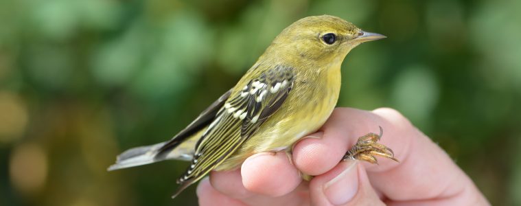 black poll warbler