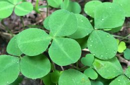 running buffalo clover