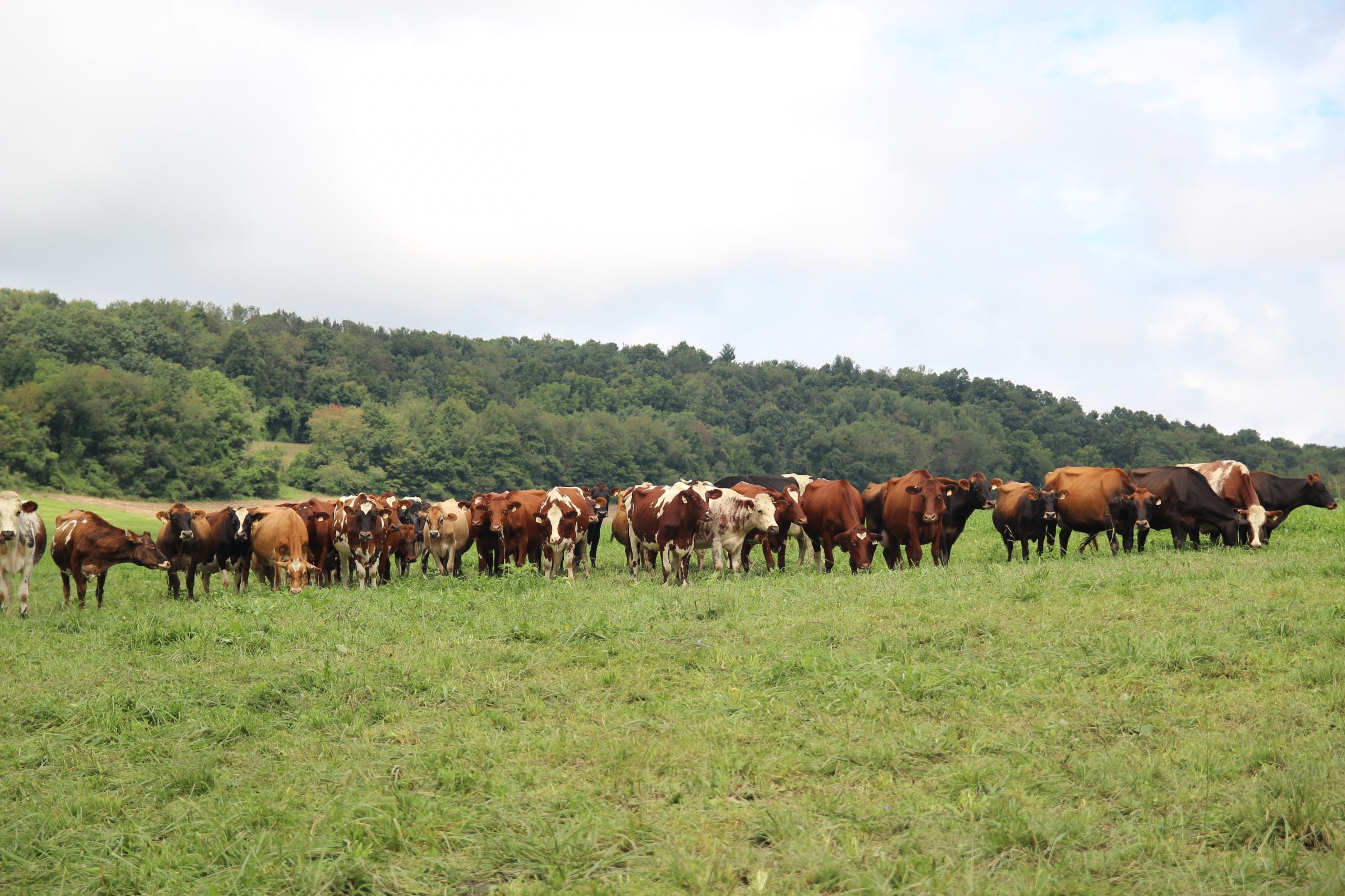 A herd of cows in a green field