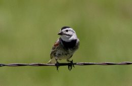 McCown's longspur