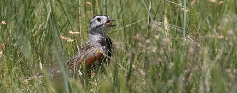 McCown's longspur