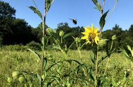 Jennings prairie