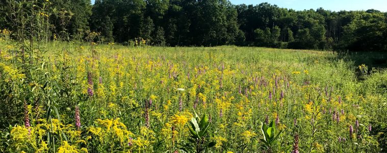 Jennings Prairie