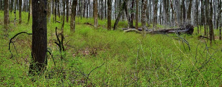 Japanese barberry invading New England forest