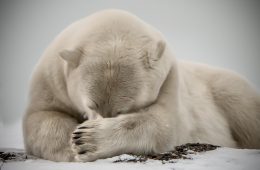 polar bear