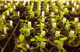 Darling 58 seedlings