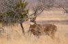 A male White-tailed deer