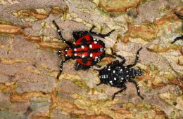 spotted lanternfly nymphs