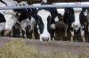 black and while cows looking over a concrete barrier.