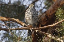 sharp-shinned hawk