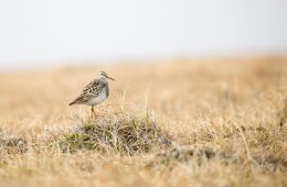 Pectoral sandpiper