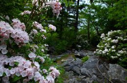 Dolly Sods Wilderness