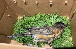 Dead bird with crusty eyes
