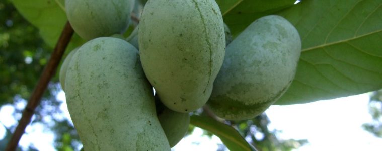 Pawpaw tree