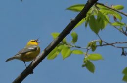 blue-winged warbler singing