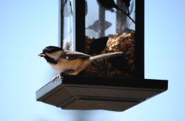 chickadee on a feeder