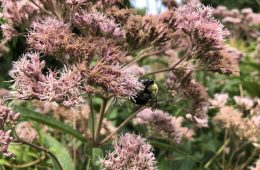 Bee on flower