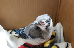 Bluejay with disease