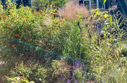 native garden bed