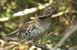 Ruffed Grouse