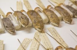 mice specimens