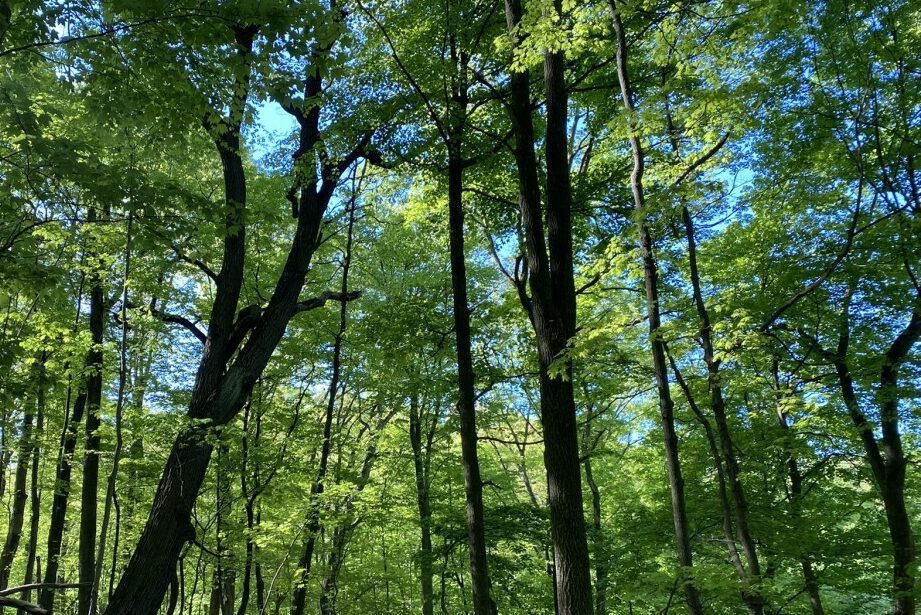 Company Seeks Former Mine Lands For Reforestation The Allegheny Front