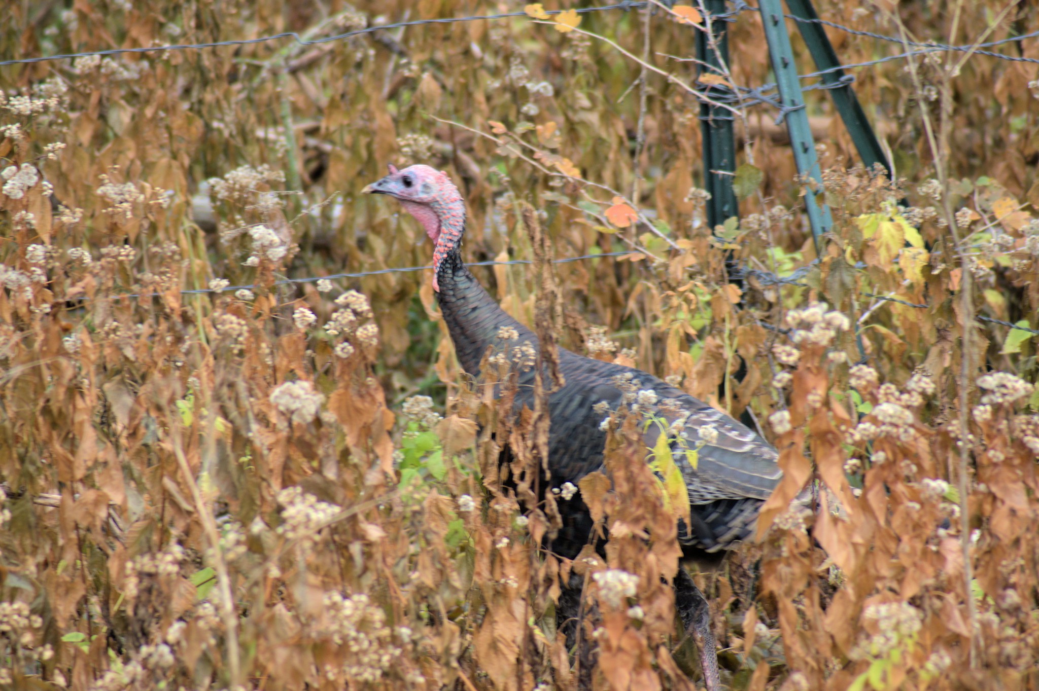 America's Birds of Prey Are Largely Doing OK, With Notable Exceptions - The  Allegheny Front