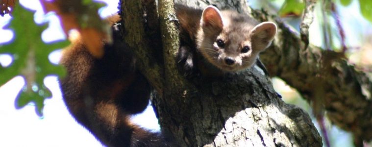 American Marten