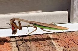 praying mantis with lanternfly